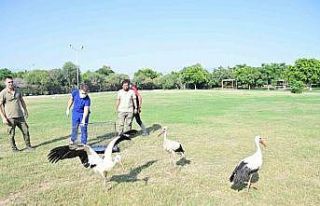 Annelerinin plastik atıklarla beslediği yavru leyleklerin...