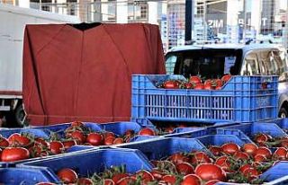Antalya’da domates miktarı azalınca, fiyatı arttı