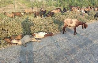 Arazide otlayan 48 hayvan telef oldu