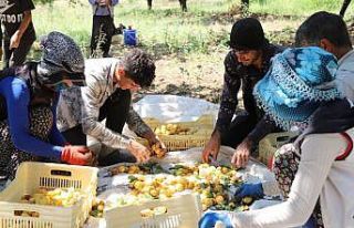 Arguvan’da kayısı hasadı devam ediyor