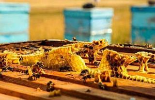 Arıcılar hasat için gün sayıyor