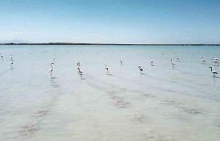 Arin Gölü renkli misafirlerini ağırlıyor