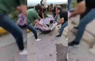 Arka ayakları felç olan köpek, hayvanseverler tarafından...