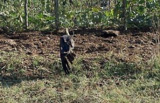 Arnavutköy’de kanadından yaralanan Kara Leylek...