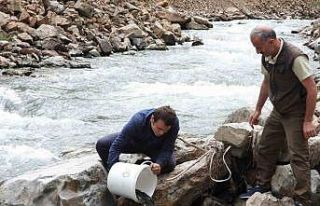 Artvin’de 60 bin adet yavru alabalık derelerle...