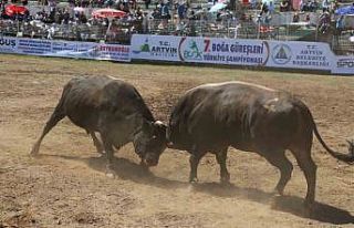 Artvin’de boğalar bu kez Türkiye şampiyonluğu...