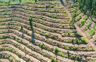 Artvin’de bozuk orman sahaları ve doğal afetlerde...
