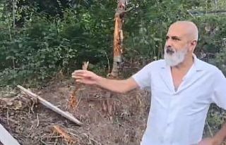 Artvin’de tellere takılarak mahsur kalan ayı kurtarılarak...