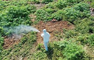 Aşırı sıcaklarda çıkan haşerelere karşı uzmanı...