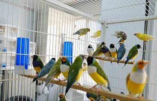 Aşırı sıcaklarda egzotik kuşlar günde 2 kez...