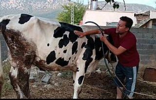 Aşırı sıcakta inek ve keçisini suyla serinletmeye...