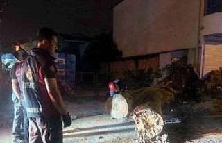 Asırlık çınar ağacı park halindeki aracın üzerine...