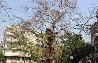 Asırlık çınarlar kurumaya başladı