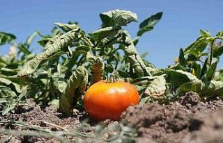 Ata tohumunu bereketlendiren bostan Keçiören’de