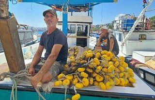 Av yasağı kalkıyor: Palamuttan haber yok