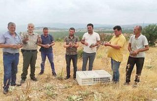 Avı yasaklanan keklikler doğaya salındı