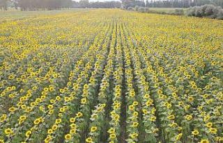 Ayçiçek tarlalarında kartpostallık görüntüler