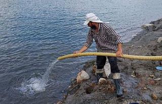 Aydın’da 300 bin sazan suyla buluştu