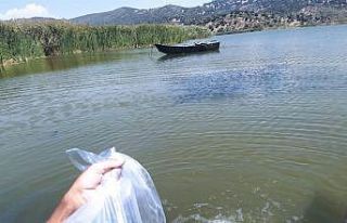 Aydın’da 934 bin sazan suyla buluştu