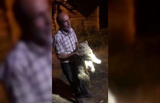Ayı yavrusu köye indi