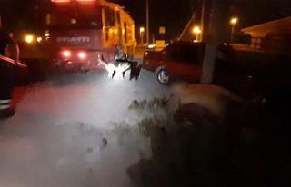 Ayrı yerlerde kuyuya düşen kedi ve köpek kurtarıldı