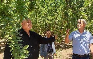 Badem üreticileri Cumhurbaşkanından müjde bekliyor