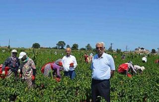 Bafra Ovası’nda kapya biber hasadı başladı