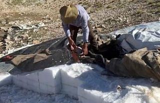 Bahar aylarında koruma altına aldıkları ’kar...