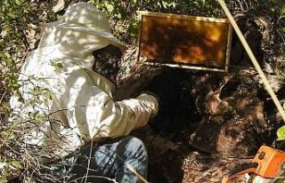 ’Bal avcıları’ su kenarından takip ettikleri...