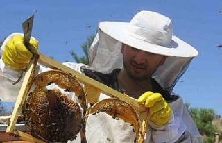 Bal üretiminde zirvede yer alan Sivas’ta rekolte...