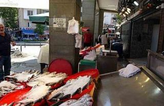 Balıkçı esnafının gözü çingene palamutundaydı...