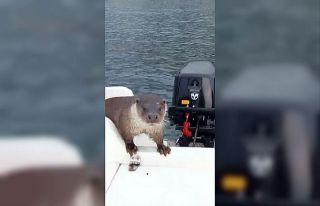 Balıkçı teknesinde sürpriz misafir