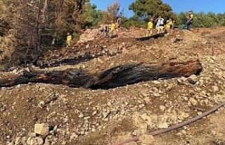 Balıkesir’de orman yangını söndürüldü