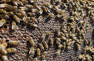 Bandırma’da bal hasadı başladı