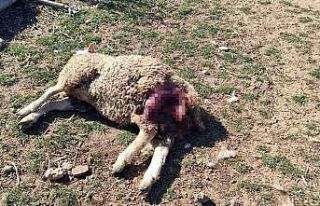 Başıboş köpekler şehrin merkezindeki çiftliğe...