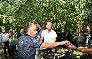Başkan Aktaş armut hasatına katıldı...Sıcaktan...