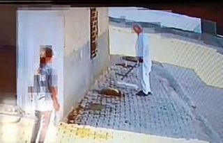 Bastonuyla köpeği öldüren şahıs gözaltına...