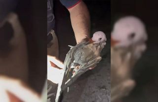 Bataklığa saplanıp ölmek üzere olan martıyı...