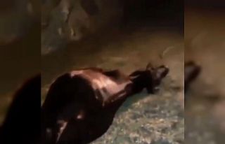 Batman’da hafif ticari aracın çarptığı iki...