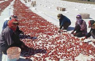 Batman’da ilk defa ekilen kurutmalık domates gençlere...