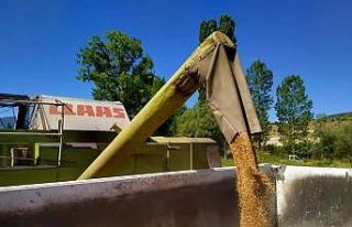 Belediye ait tarım arazilerinde buğday hasadı