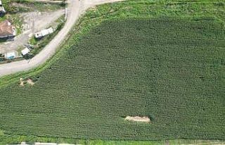 Belediye’nin tarlaların hasat zamanı yaklaştı