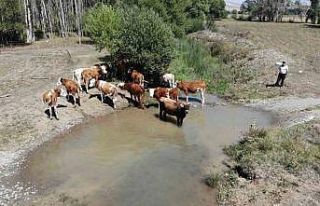 Besiciler sıcaktan etkilenen büyükbaş hayvanlarını...