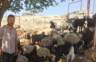 Besni’de kurt saldırısı: 26 koyun telef oldu