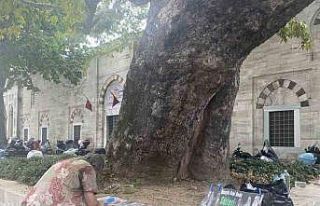 Beyazıt Meydanı’nın çınarı Hüseyin Avni Dede:...