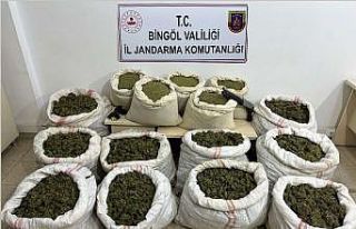 Bingöl’de 11 milyon kök kenevir ve 163 kilo toz...