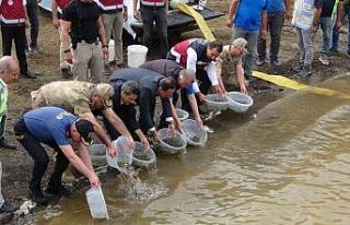 Bingöl’de 1 milyon yavru sazan baraj ve göletlere...