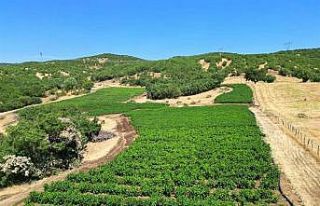 Bingöl’de 600 dekar atıl tarım arazisi üretime...