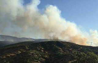 Bingöl’de çıkan orman yangını kontrol altına...