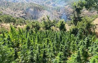 Bingöl’de kenevir operasyonu